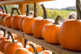 Where to get pumpkins in Dubai for Halloween carving